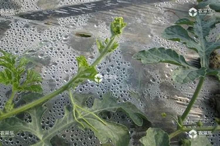 种植西瓜,主要步骤是什么？
