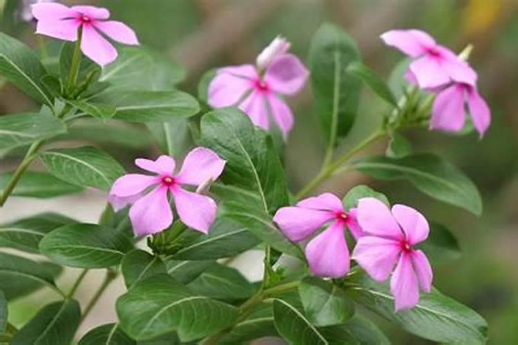 长春花浇什么肥料合适