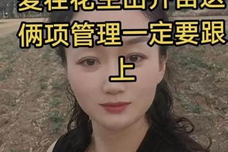 河南小麦收割后种什么附收割时间