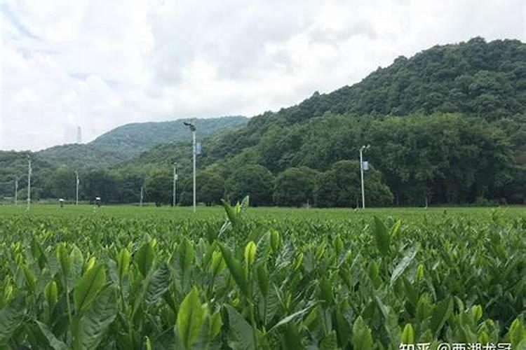 赤霉素和芸苔素哪个好