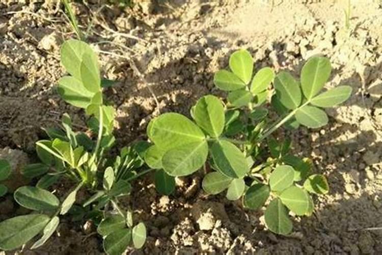 种植花生怎么施肥