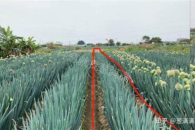 种大葱用什么肥料,肥料用多了怎么办