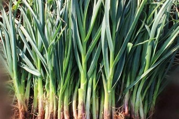 蒜苗黄尖黄叶怎么治 蒜苗黄叶干尖的原因及防治方法
