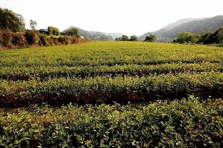 怎么选对茶叶成长好的水溶肥？