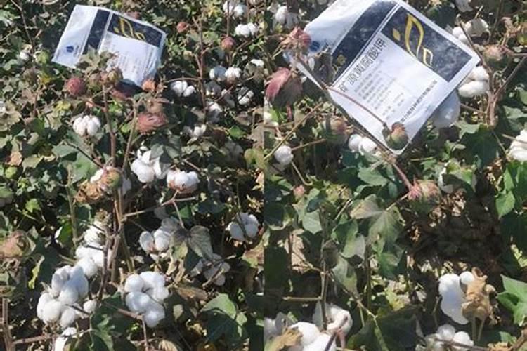 新疆棉花最后一片施肥应该在什么时候结束？时间。