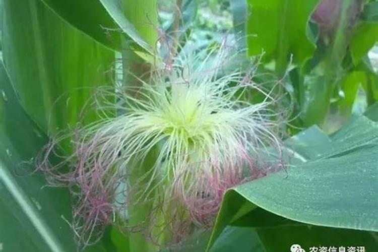 芸苔素可不可以打水稻？