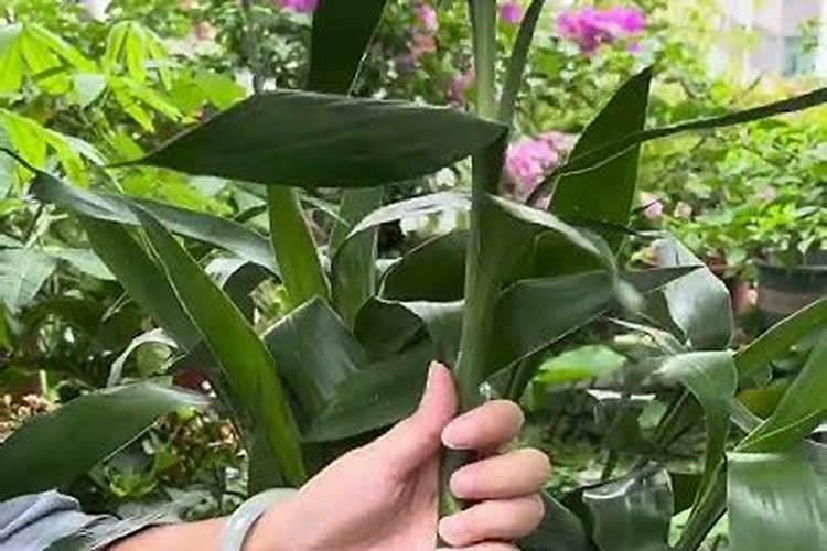 我家的杏树摘完杏后就逐渐枯萎,发黄掉叶,有谁知道什么原因？