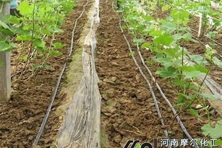 中量元素水溶肥正确使用方法