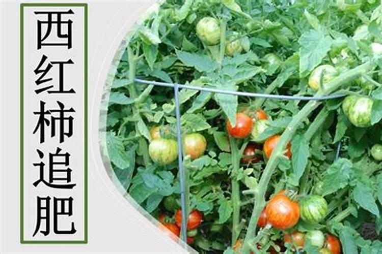 兰花豆种植时间