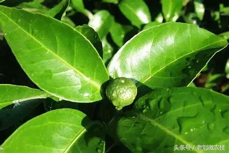 柑橘用什么水溶肥好及水溶肥施用指南