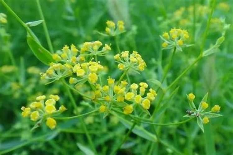 柴胡专用肥,增产专用叶面肥,高产用什么叶面肥好,柴胡叶面肥用“昆仑风...