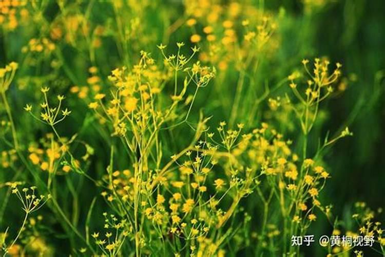 种植柴胡要什么化肥好？