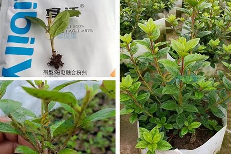 杜鹃花怎么施肥 杜鹃花施肥方法与养护技巧