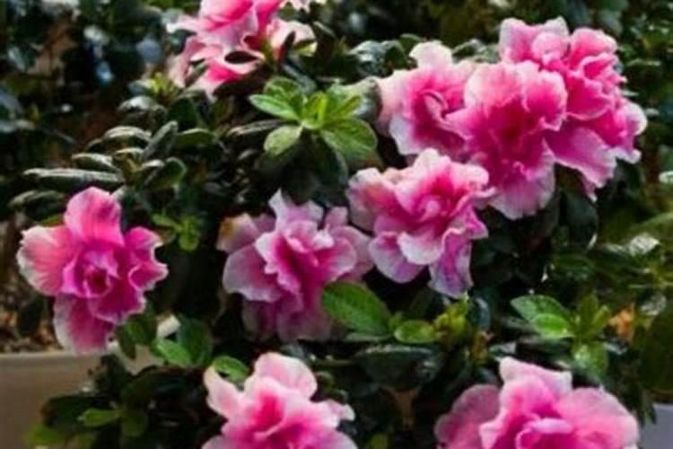 茶花、杜鹃花、栀子花适合浇什么酸性肥料？