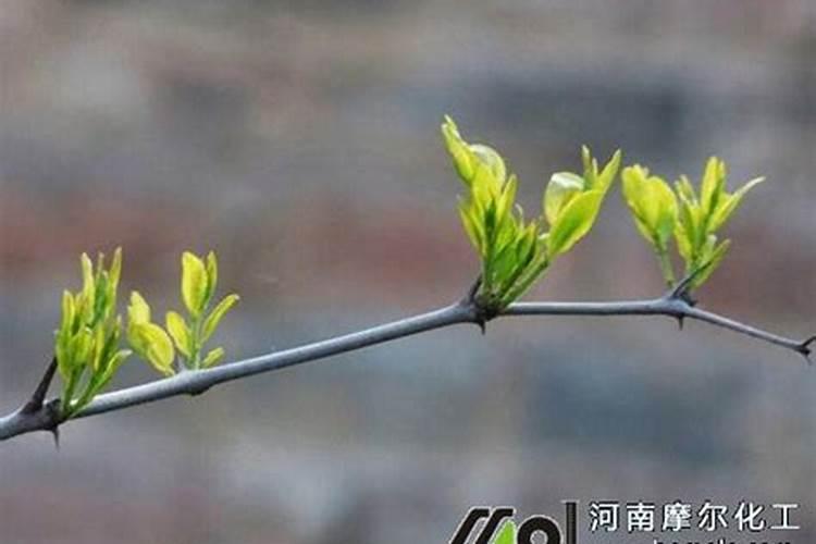 枣树什么时候施肥最好 枣树的施肥时间