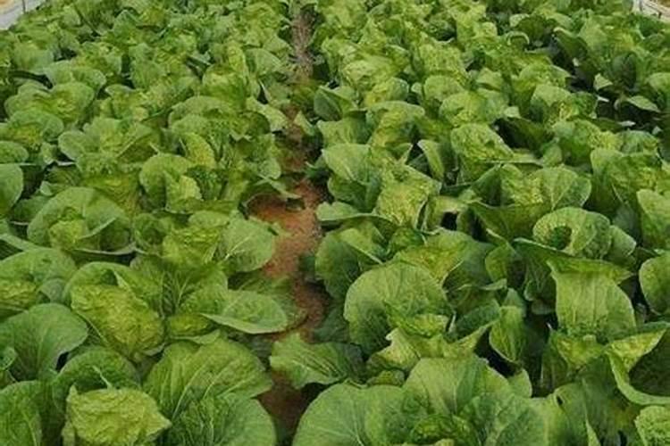 晚霜天气对蔬菜种植危害很大,如何应对？