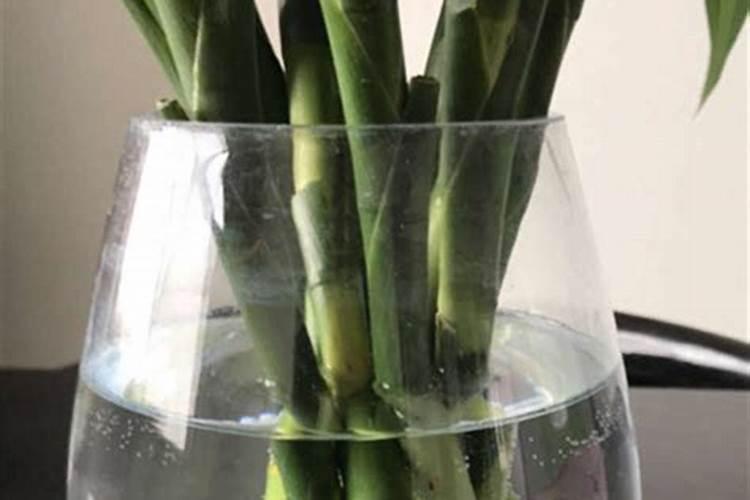植物营养液怎么用