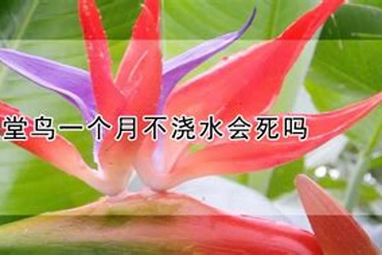 天堂鸟的养护方法(天堂鸟怎么养护与浇水)