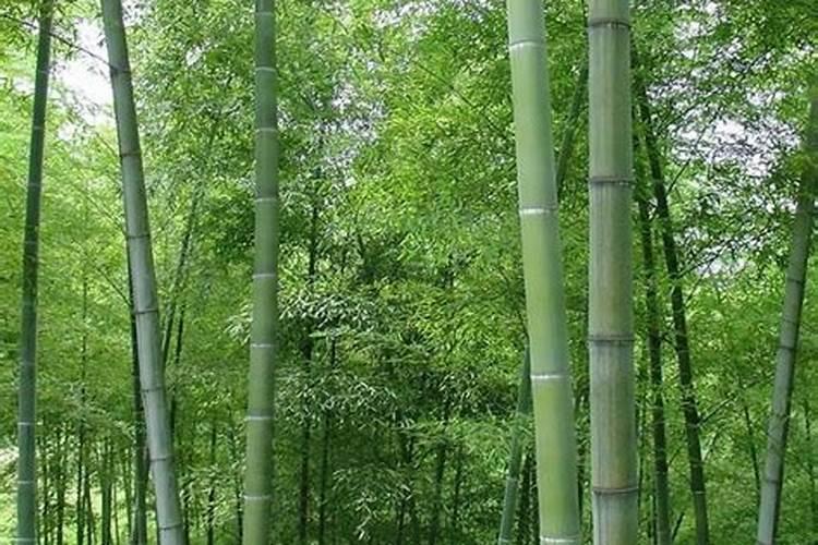 竹子施肥用什么肥料
