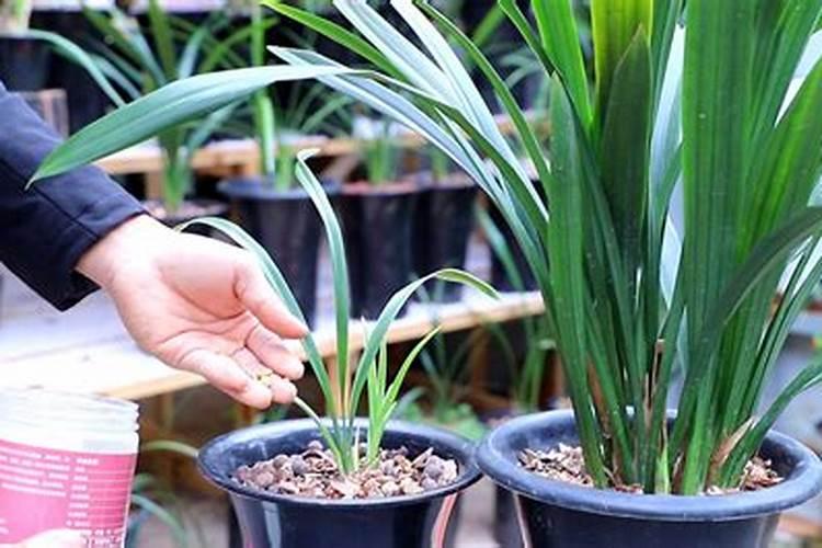白兰花用什么肥料 怎么用