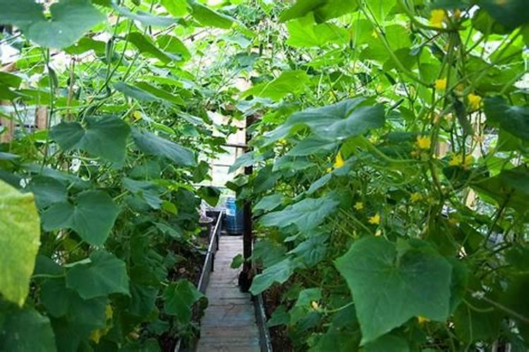 胡萝卜大田种植怎样才能保证出苗