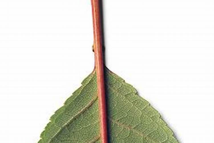 栀子花的养殖方法和注意事项有哪些？