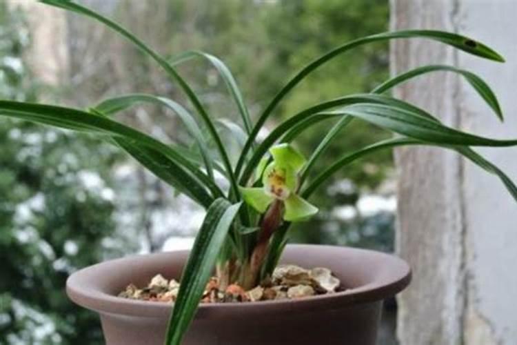 什么肥料对兰花发芽生根开花最好