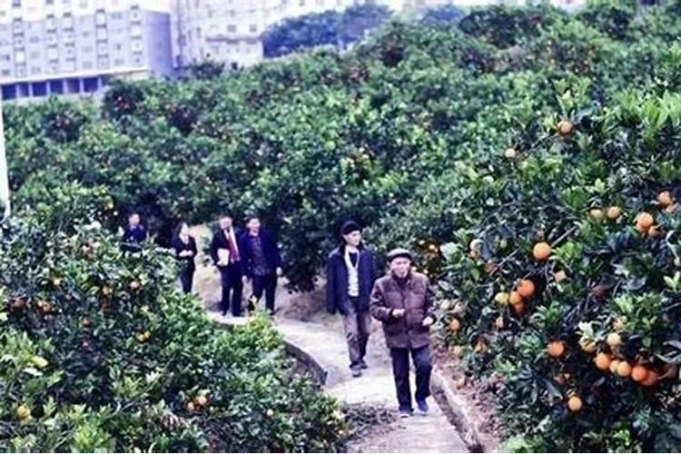 西红柿如何施肥,追施肥料要注意哪些问题？