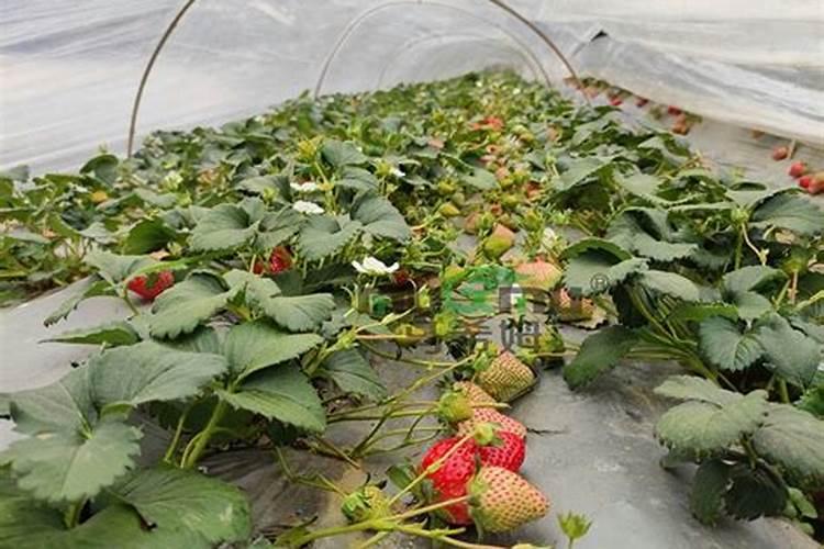 草莓母苗成活率低是怎么回事？该怎么提高草莓母苗成活率？