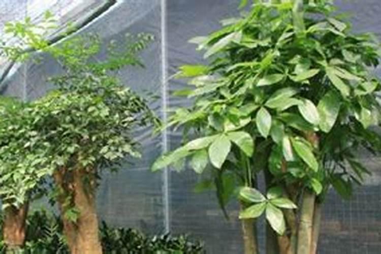 小麦喜欢什么肥料 附用量和用法