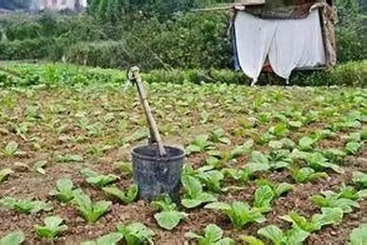 番茄什么时候冲钙肥好 注意事项有哪些