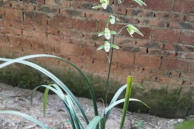 兰花花期可以施肥吗