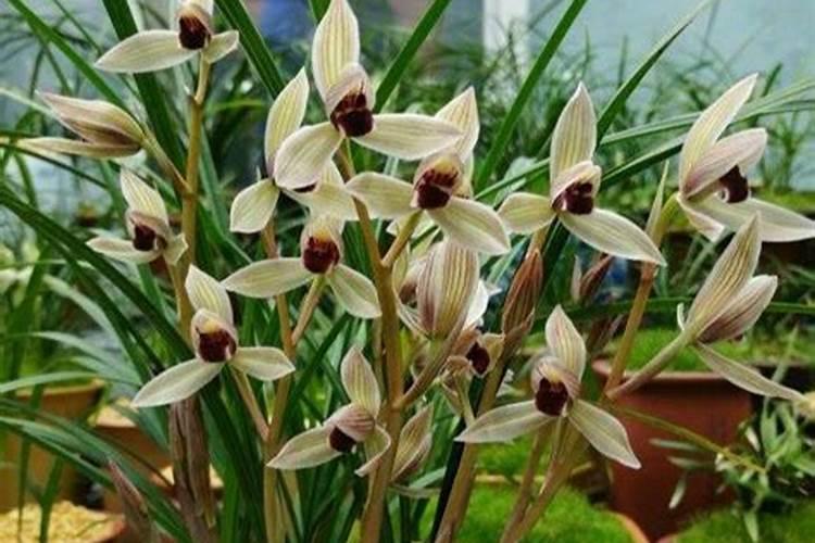 兰花花期可以施肥吗