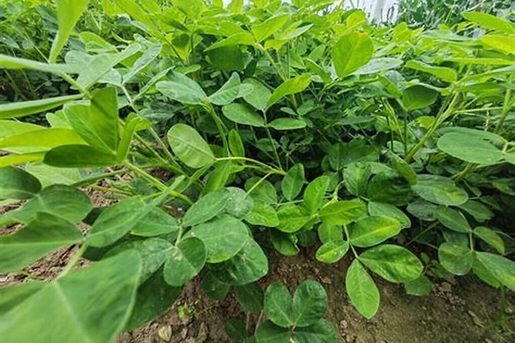 花生矿源黄腐酸钾的正确使用方法