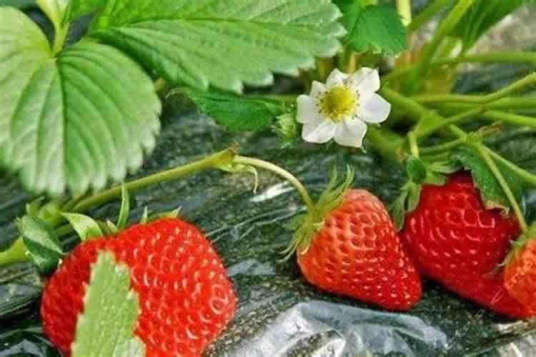 家庭种植蔬菜施肥时间和方法