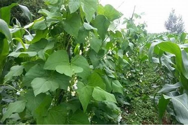 白芸豆高产方法 怎么让白芸豆高产
