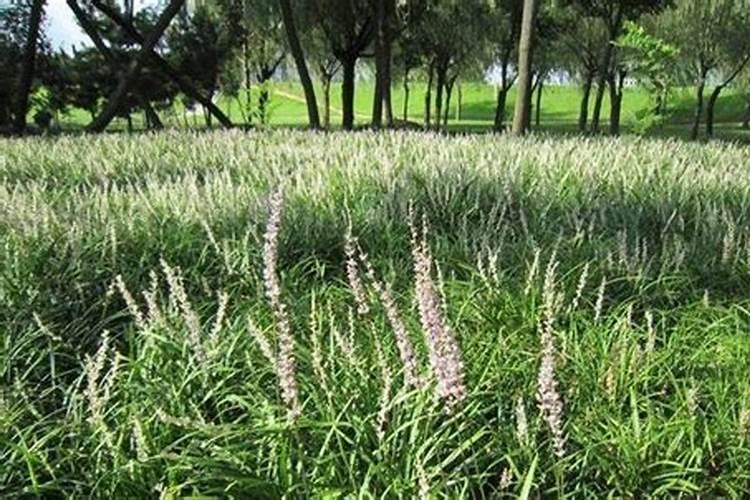 麦冬底肥放什么肥好(底肥施用方法)