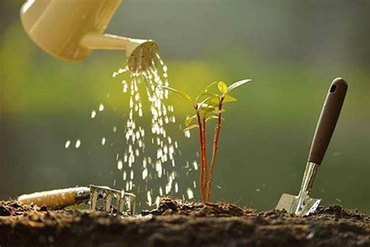 种植花生施肥时间及方法