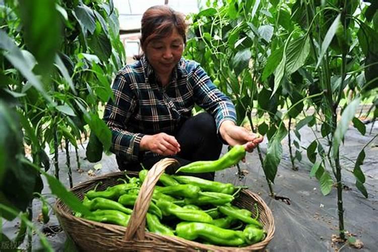 大蒜用什么肥料好