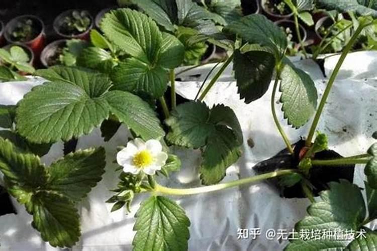油茶开花时期应该喷何种叶面肥？