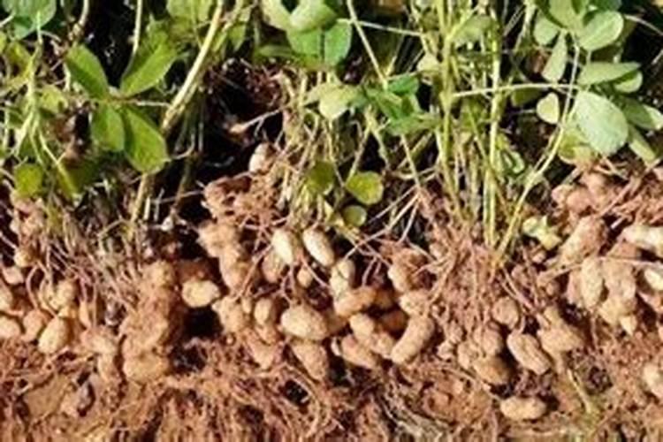 油茶树用什么肥料比较好