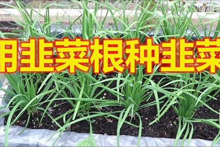 种韭菜用什么肥料最好