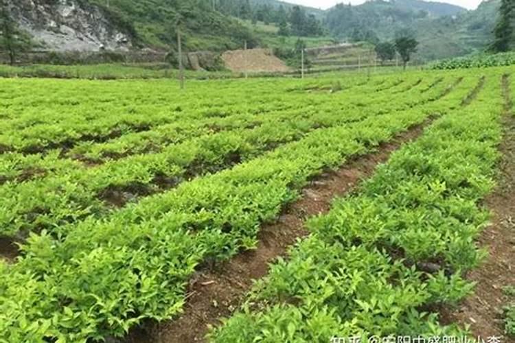 魔芋用什么肥料最好