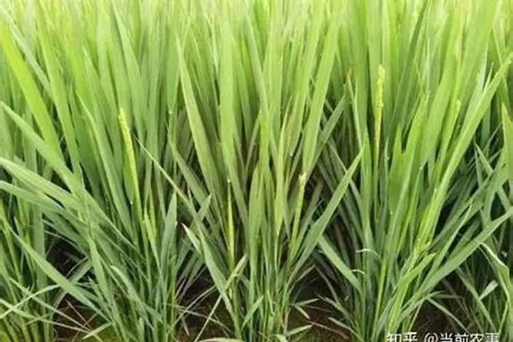 葡萄糖可以用作肥料吗？