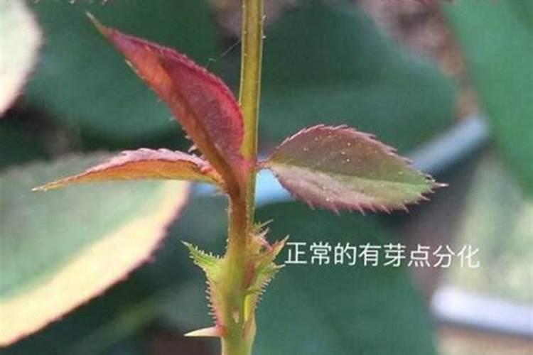 都说在农村卖化肥的利润大,那一袋化肥能赚多少？