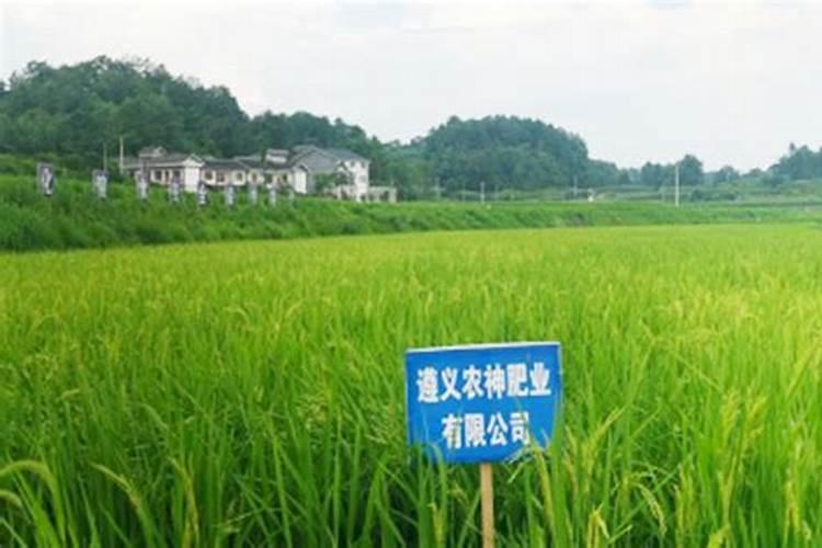辣椒什么时候施用磷肥效果好？