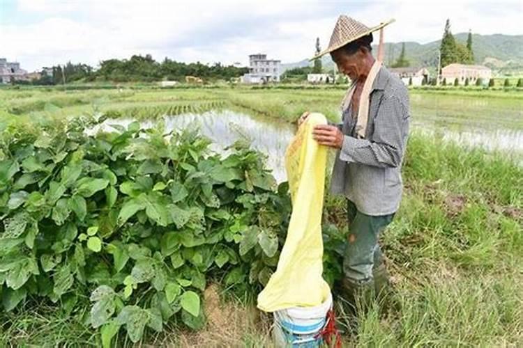 水稻施肥方法和用量