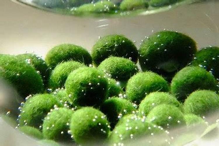 水族箱水绿怎么办