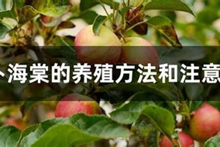 萝卜海棠花怎么养
