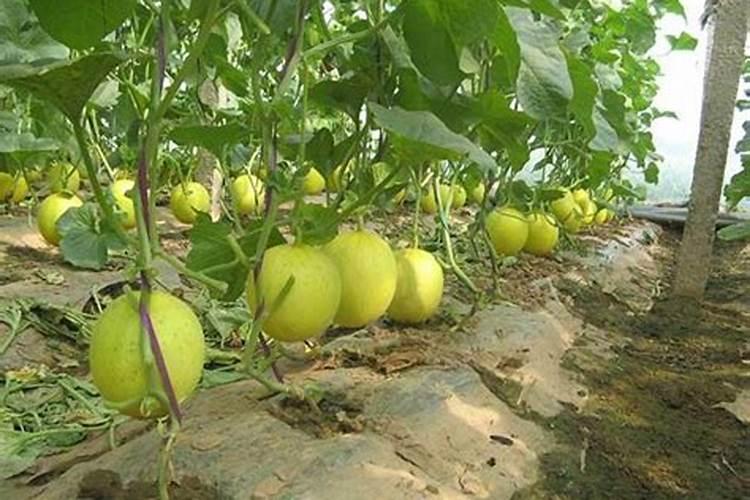 无花果用什么肥料 该如何管理